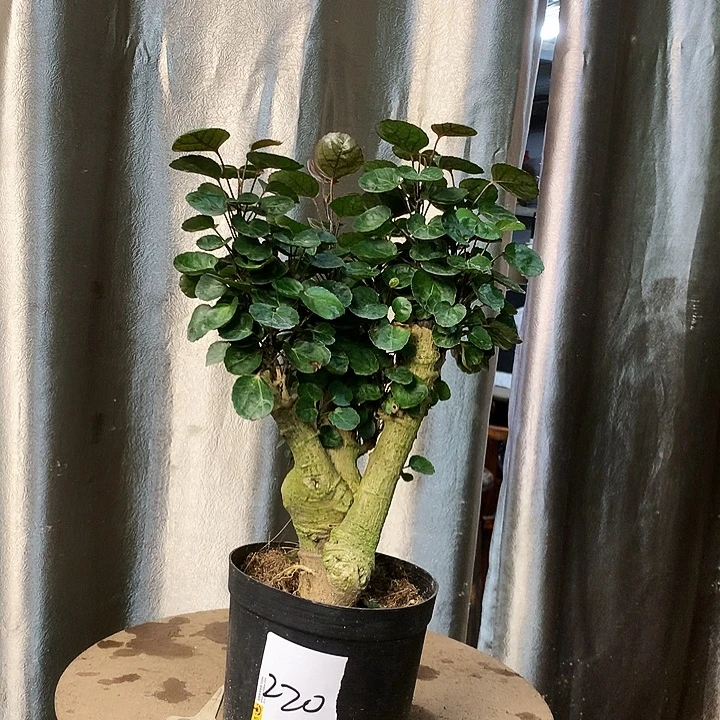 完全开放4888555555