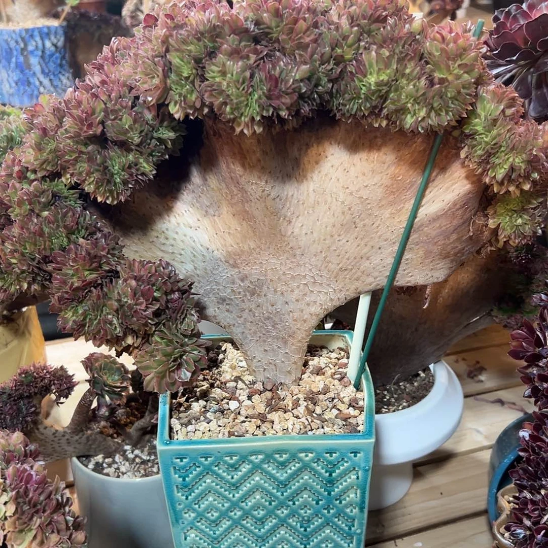 万圣节白锦老桩厚板整版