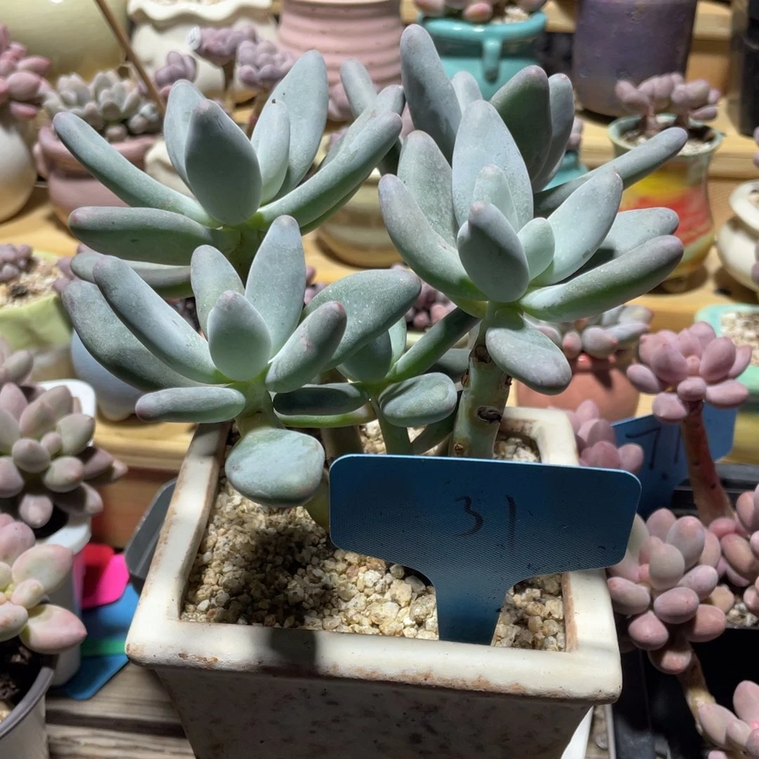 企鹅杂交多肉植物