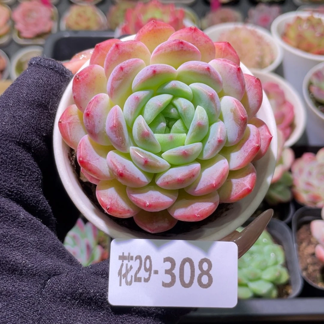 花利美29-308新品