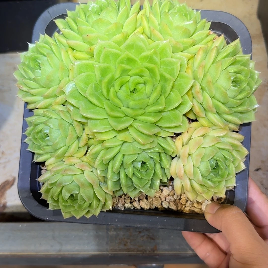 麦秆整无砍老桩手捧花