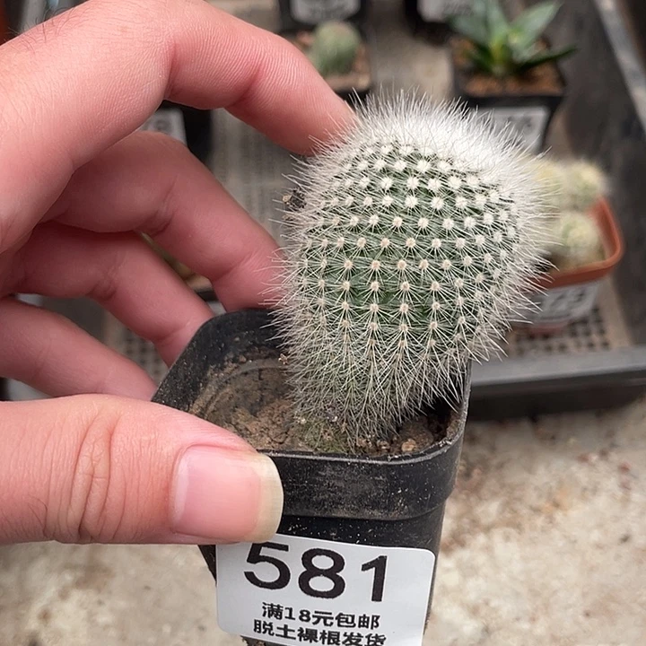 581白小丁（满18包邮）