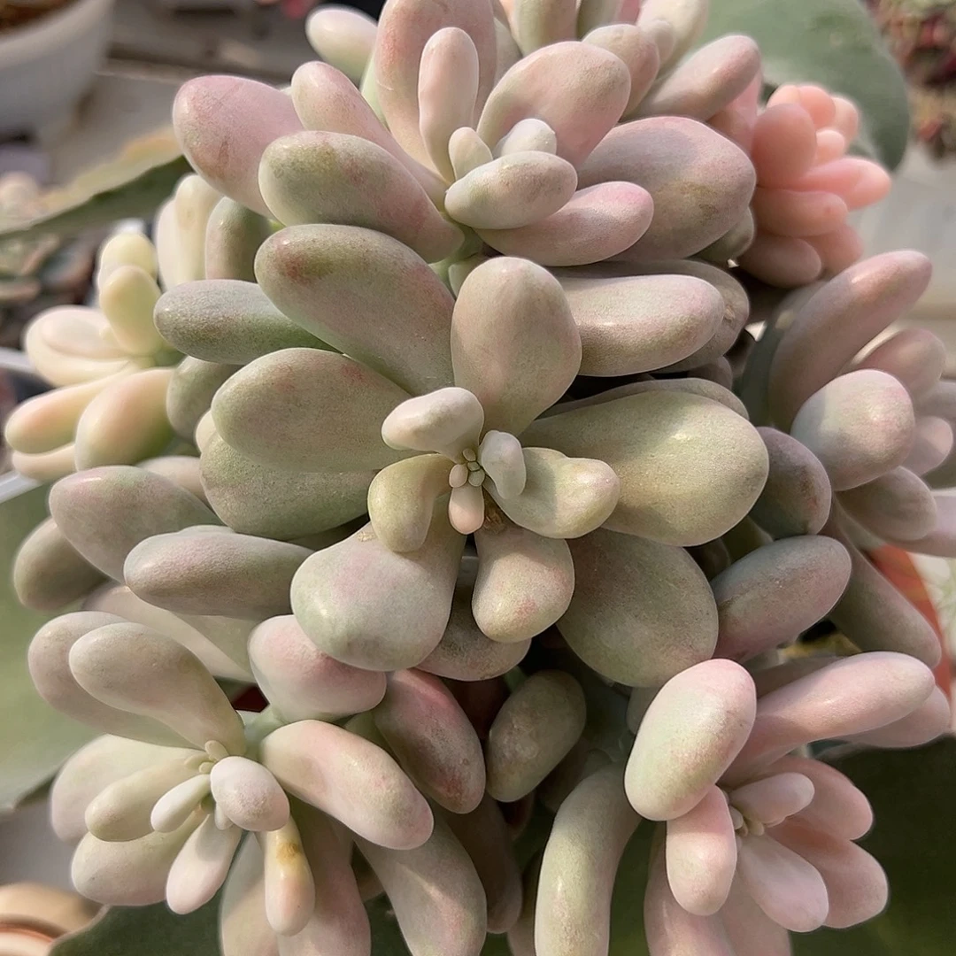 桃蛋锦嫁接多肉植物