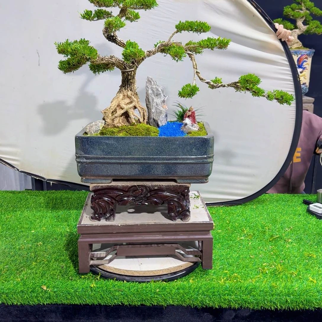 当前无花朵，栽培后可花朵