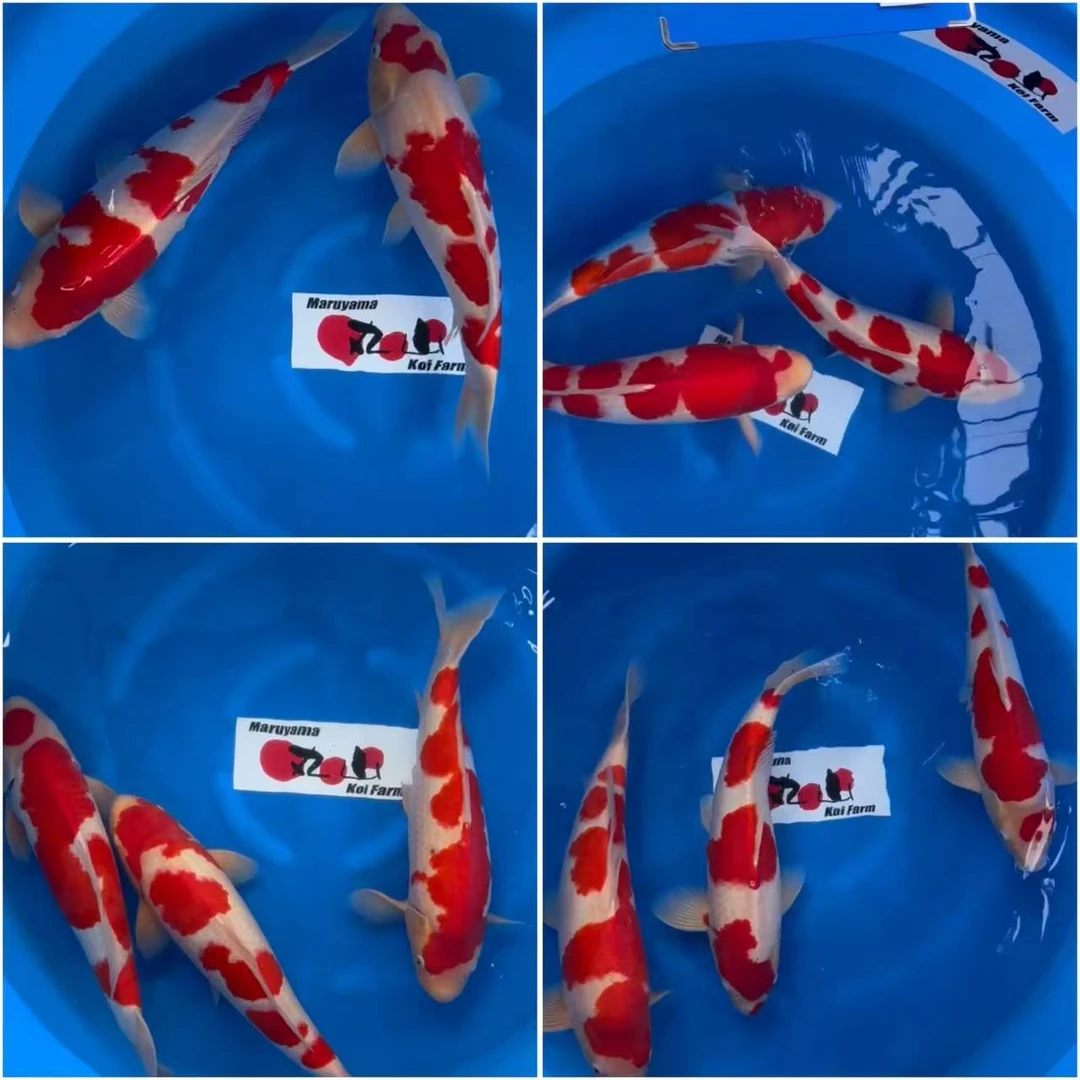 锦鲤鲤鱼纯种大正大型活鱼三色淡水观赏鱼耐活好养红白冷水招财