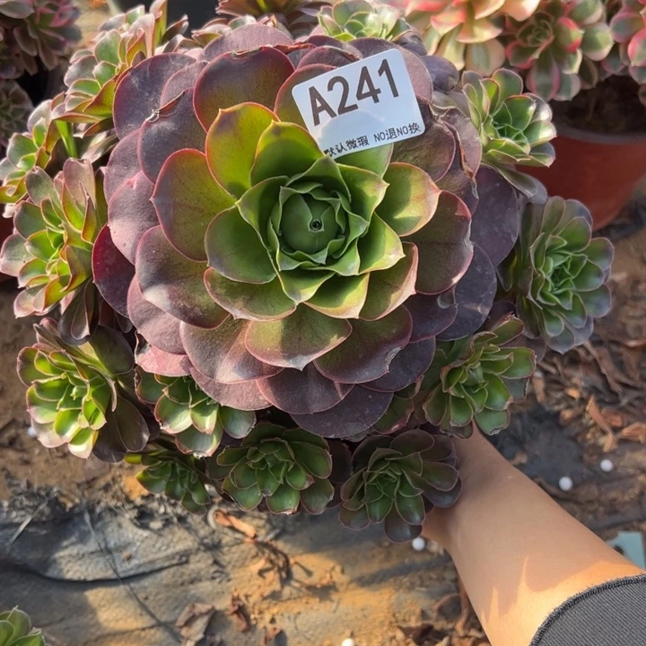 魅金多肉植物241.