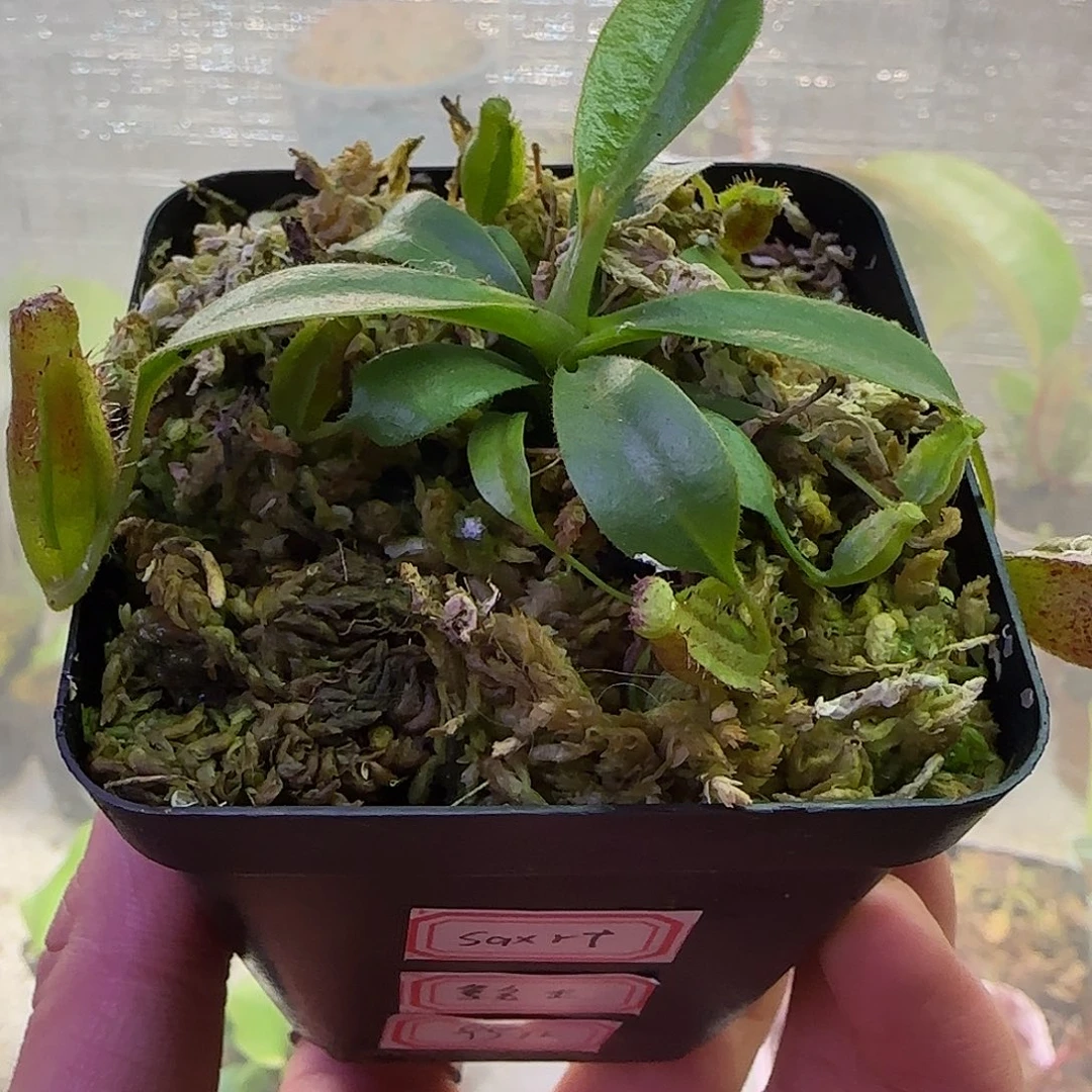 宝***王无花朵专拍猪笼草