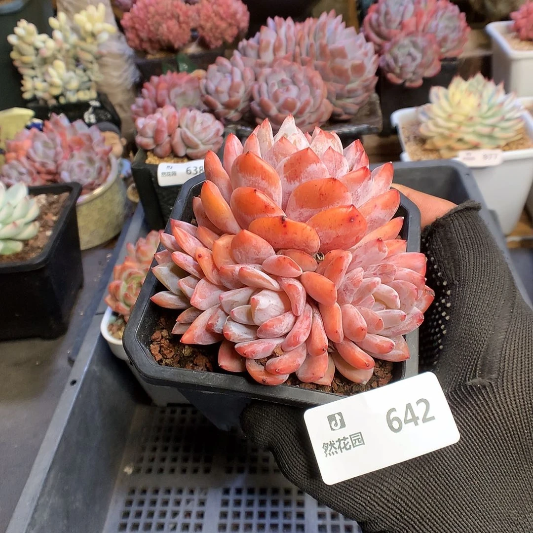 642雪天使多肉植物6666