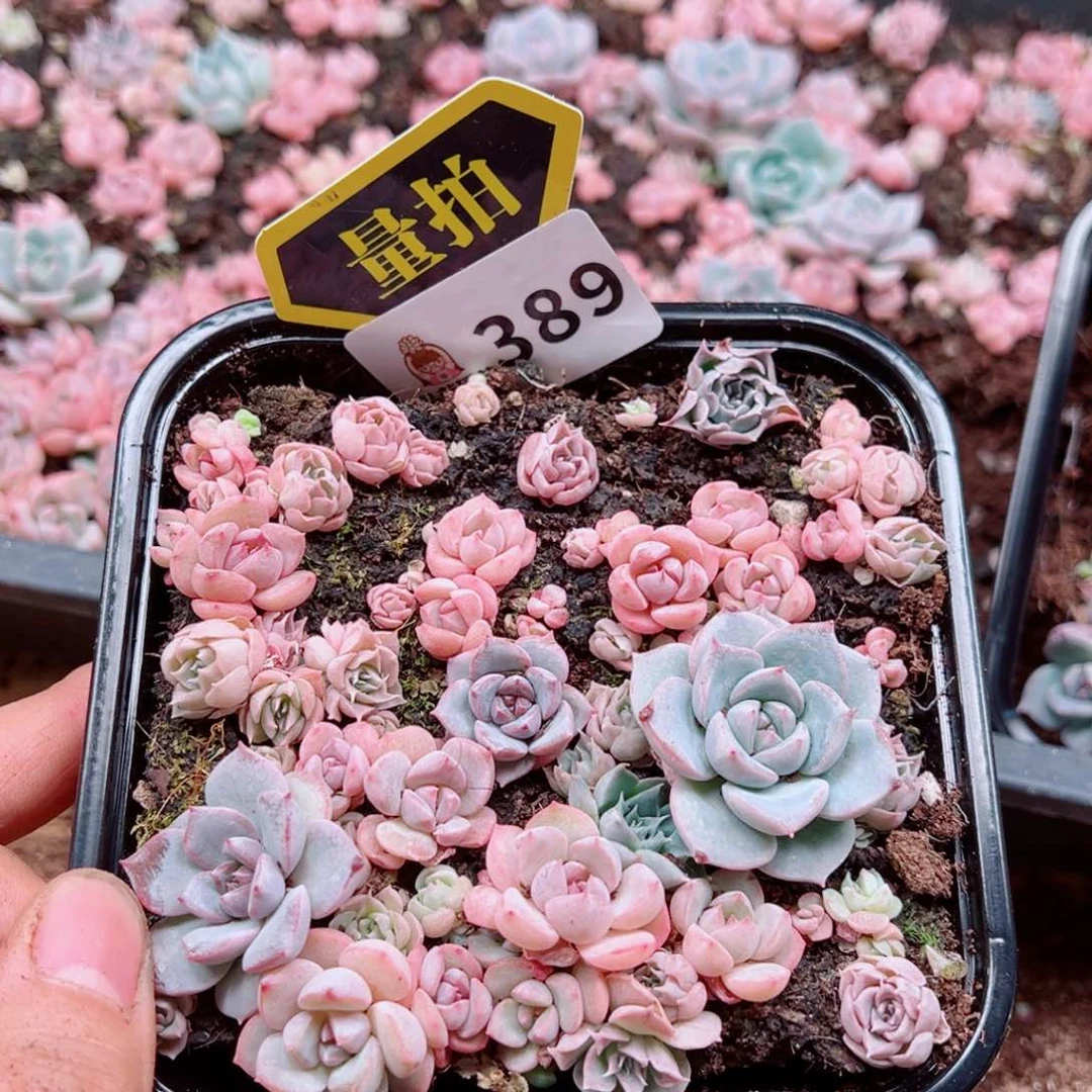 多肉植物多肉植物
