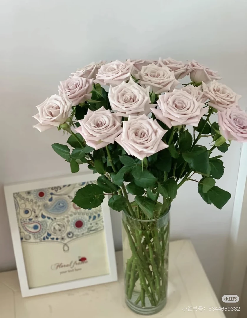 云南精选曼塔玫瑰