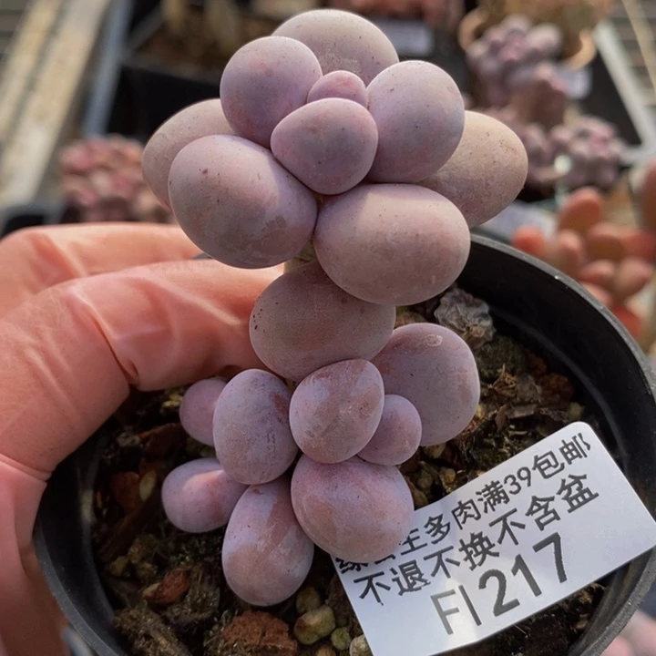 芭比奶洛217多肉植物