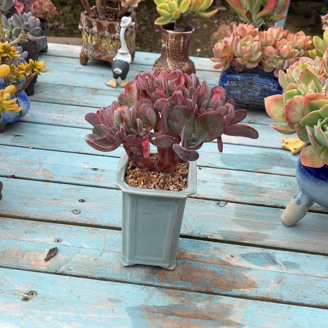 宛***空缀化多肉植物脱土