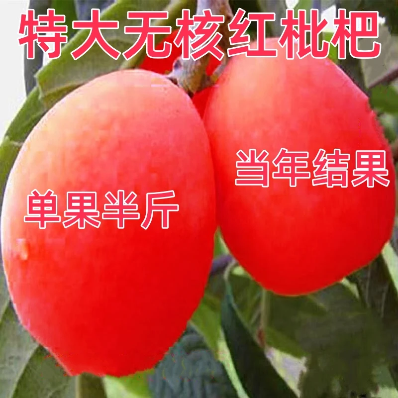 无籽苗红肉无核砂糖枇杷苗新品枇杷树苗南北方种植抗旱耐寒果树苗