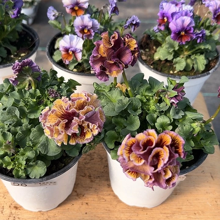 水晶抖音直播闪拍58