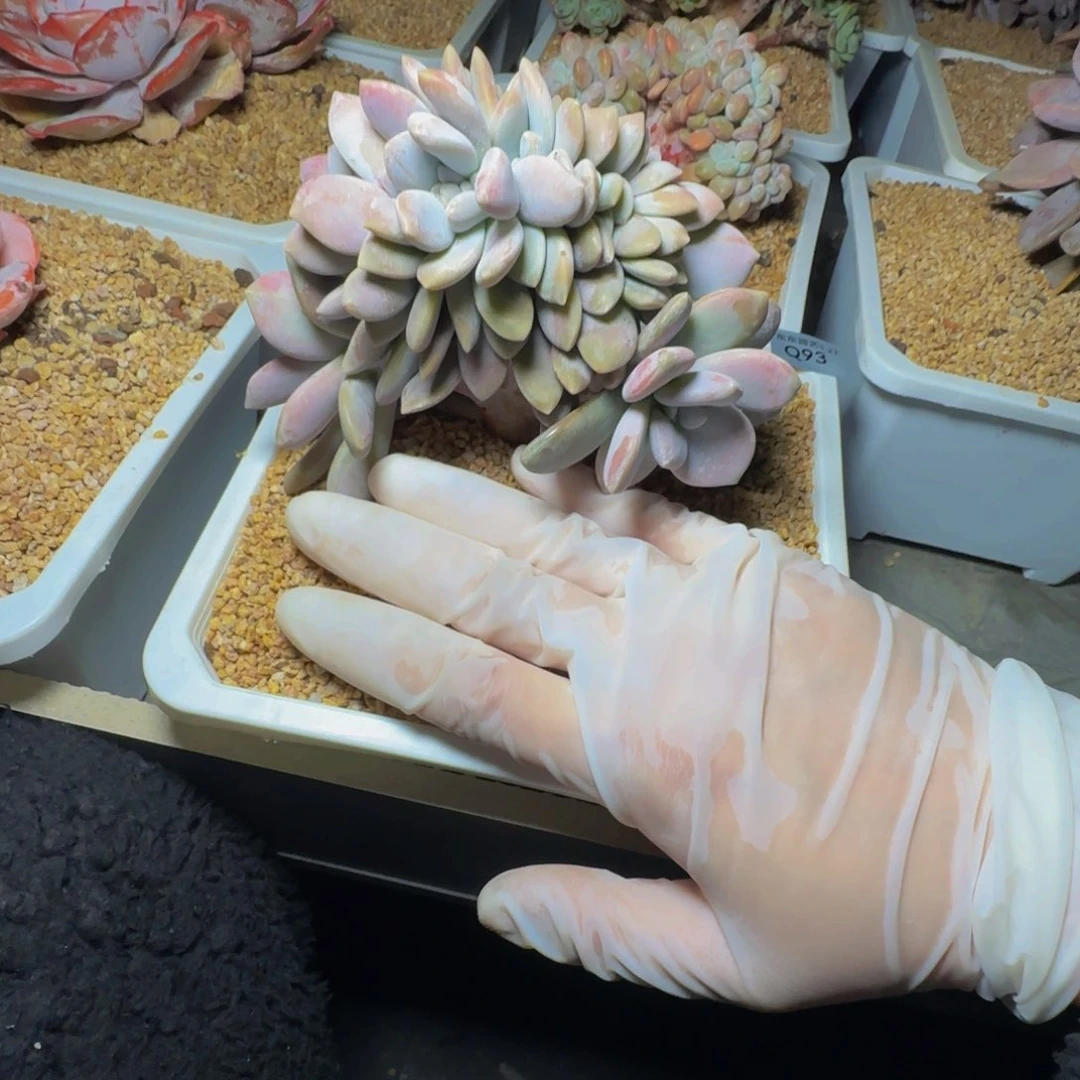 ?**零q q q q q q q 93