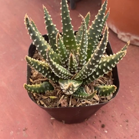 随*缘冬之星单8仙人球