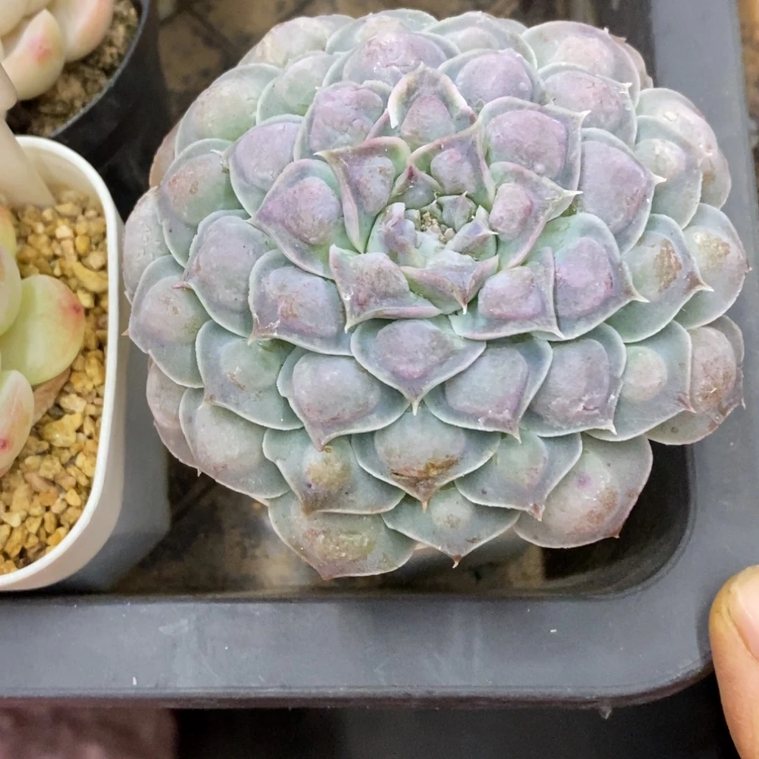 精品多肉一物一拍不包整286