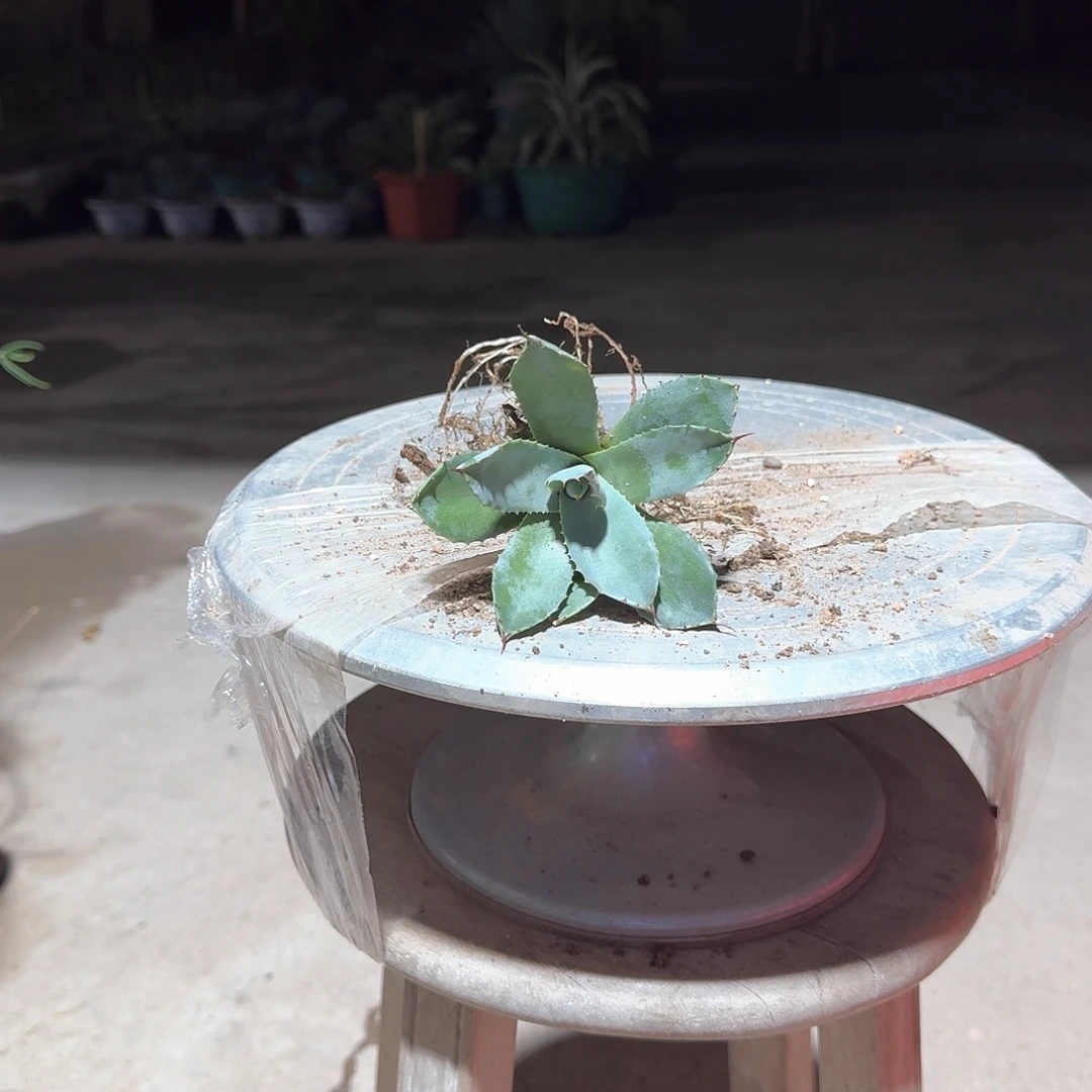 虚空藏高级灰龙舌兰