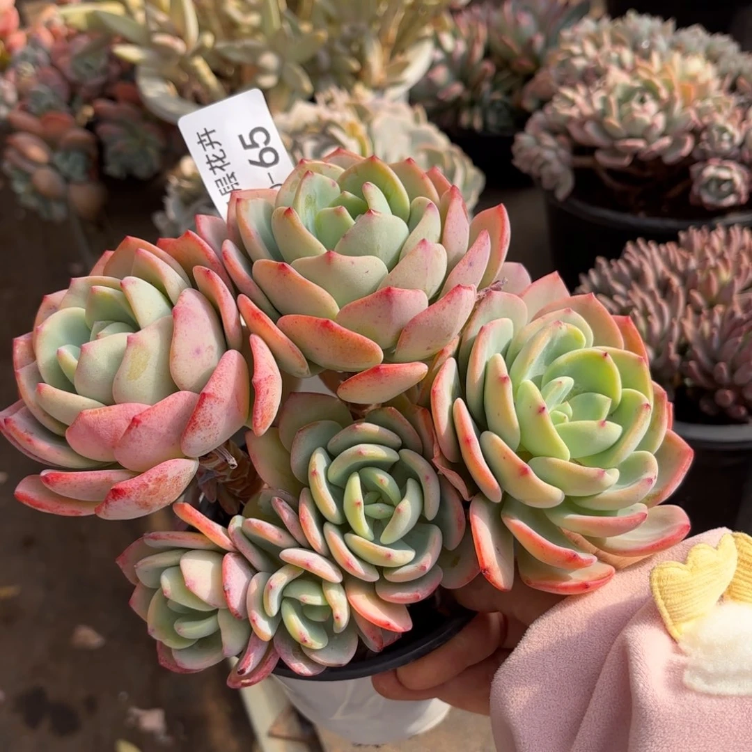 黎*妹同温层多肉白月光65