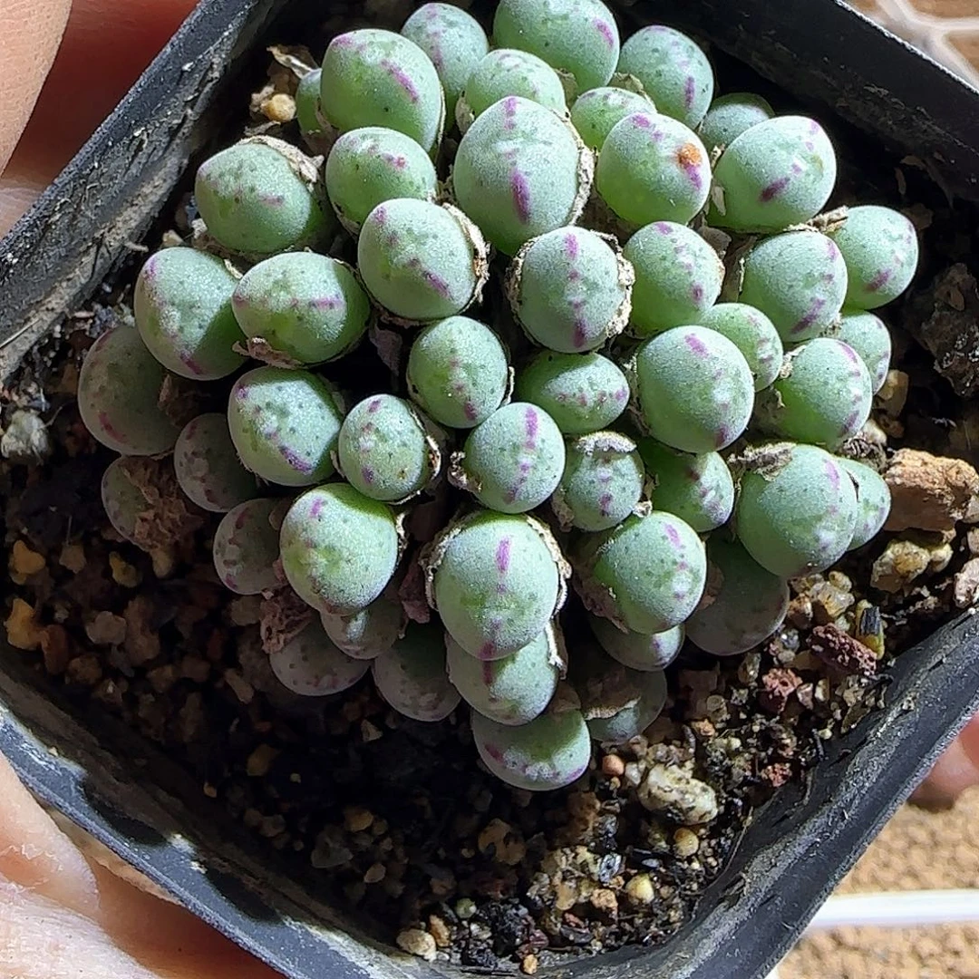 糖***哈哈哈哈哈哈哈哈53197