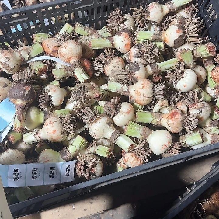 娜塔丽5公分自然球福利