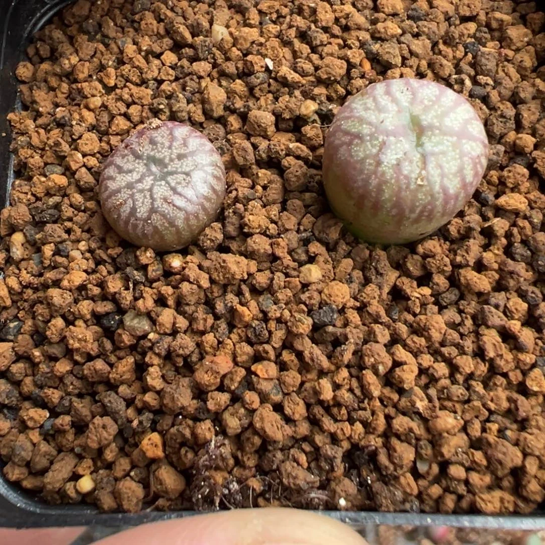 咖****力23-01肉锥多肉植物