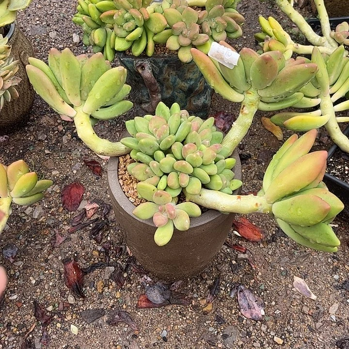 丽***店芒果奶群，一物一拍