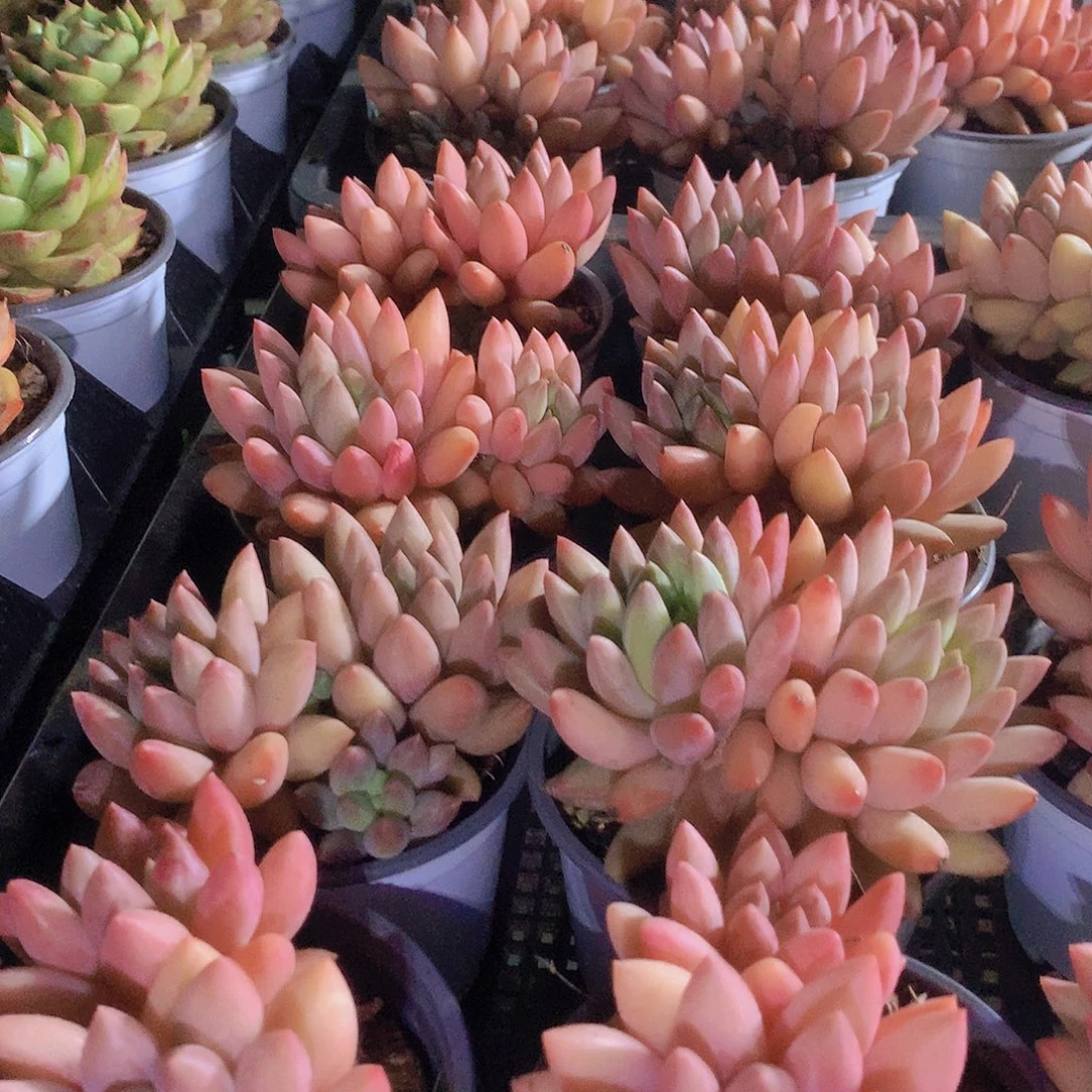 双头水晶球3456788999