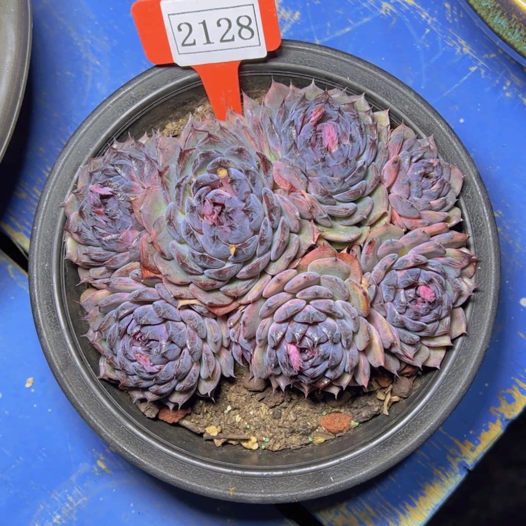 蓝色妖姬2128多肉植物