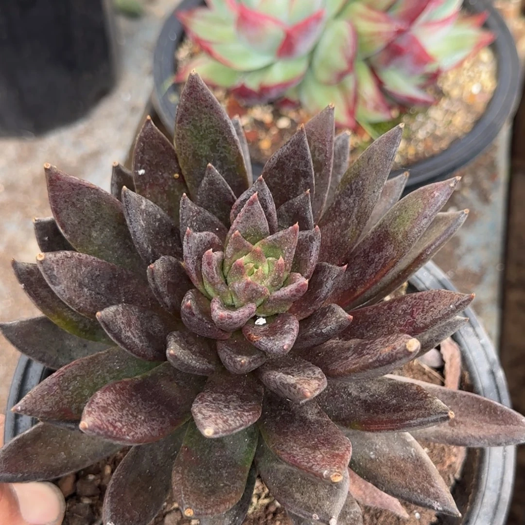 黑骑士一物一拍包装收缩花旱