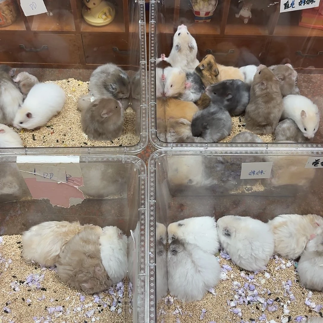 2只直播间挑选金丝熊