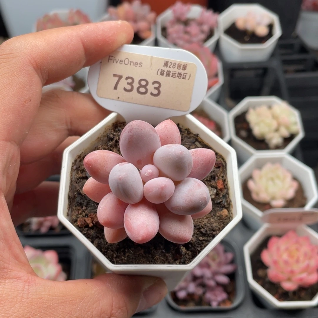 開***心粉色恋人7383-4.5厘米