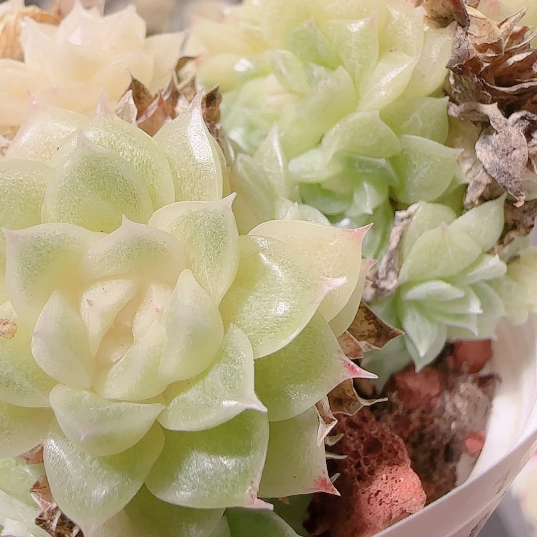 花语逸镜1126-67散