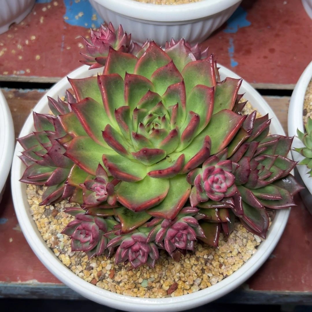 多肉植物一物一拍096