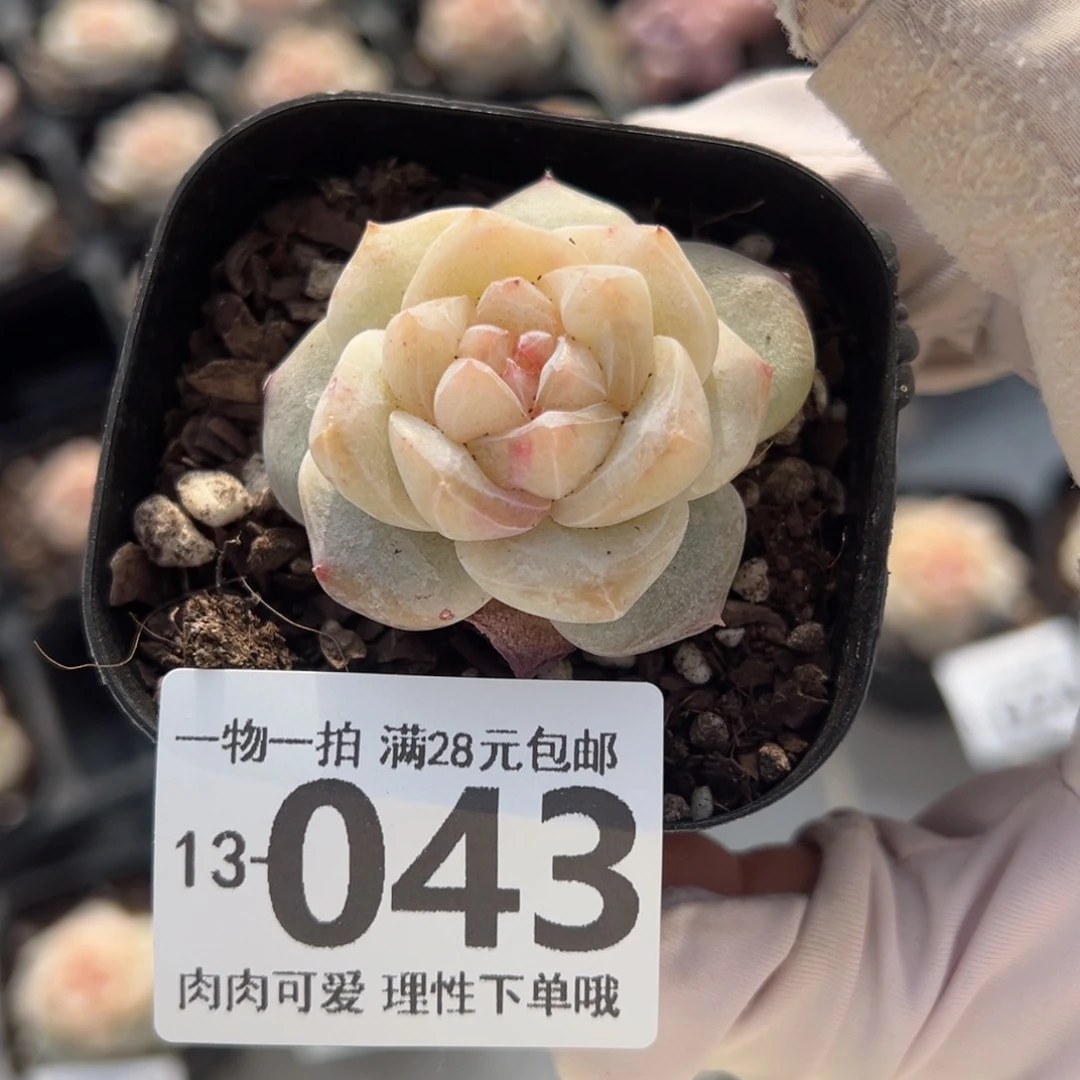 正*凤仙花多肉多肉多肉