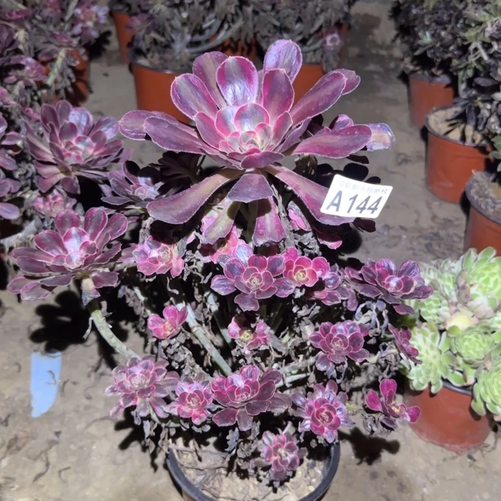 香奈尔……不包断枝……多肉植物