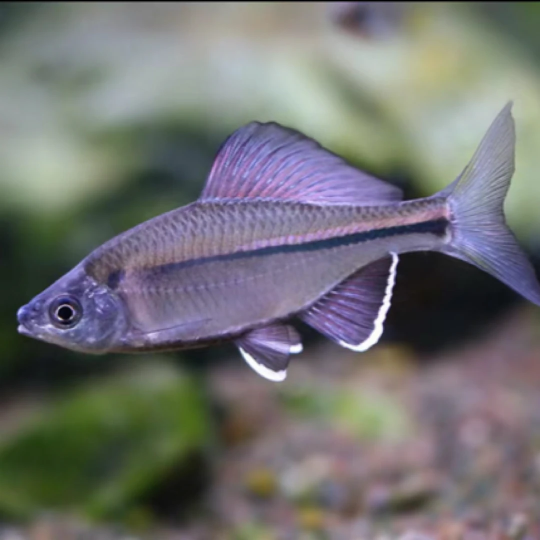 彩副鱊 鳑鲏 啃藻群游不加温原生鱼冷水鱼 好养 素雅型