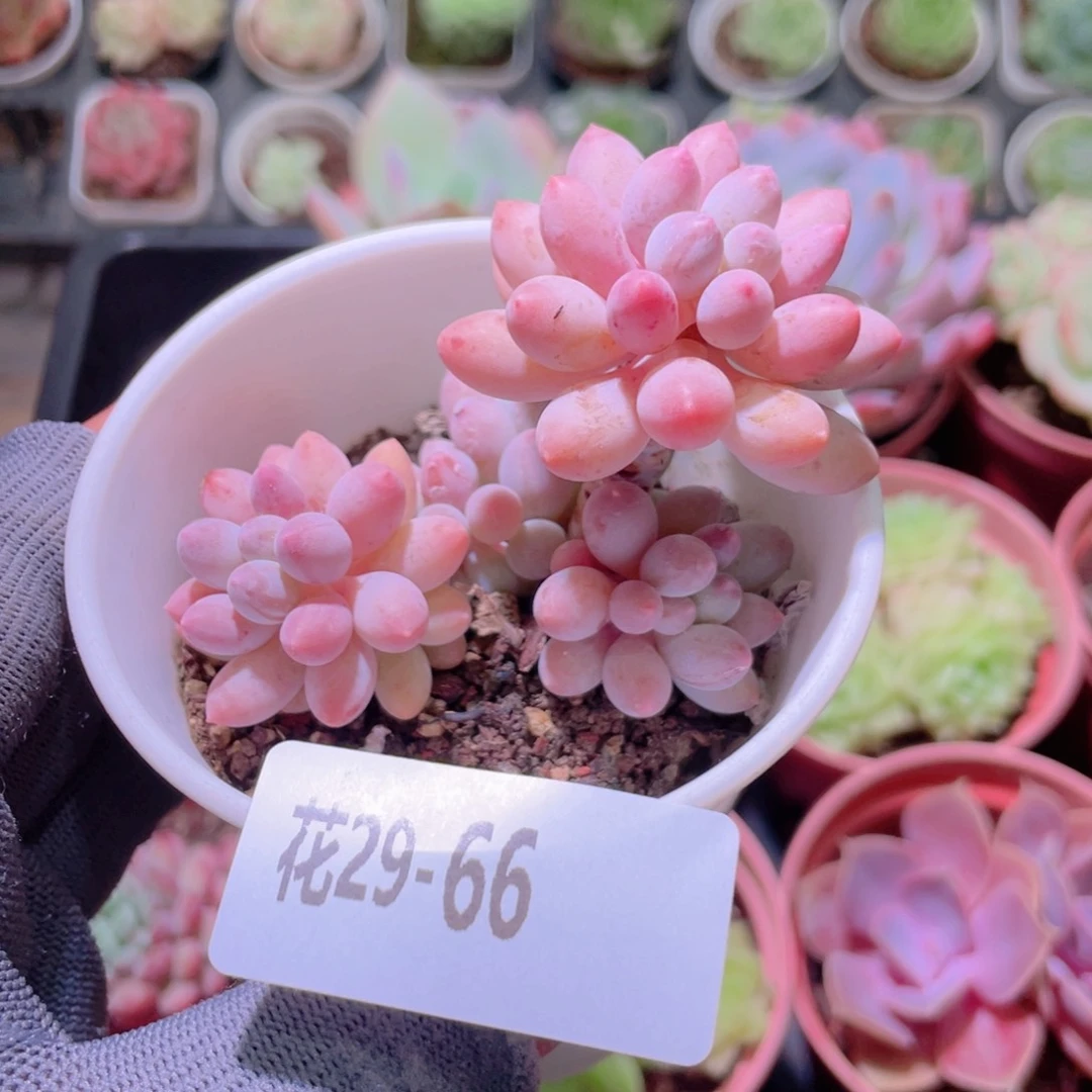 花利美29-66婴儿手指