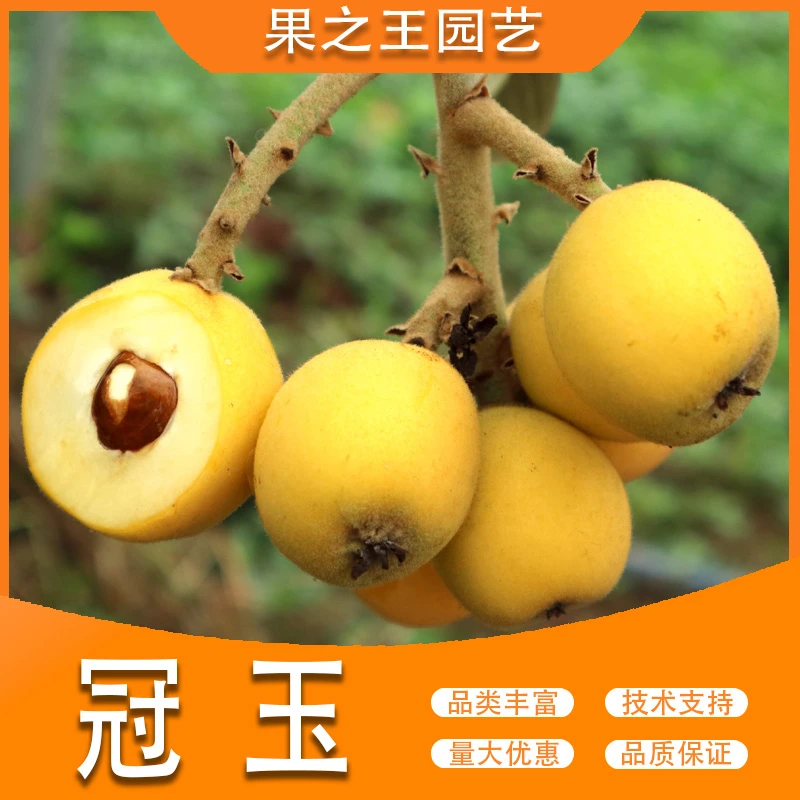 果之王【冠玉】盆栽地栽好管理产量高正宗嫁接南北方种植枇杷苗