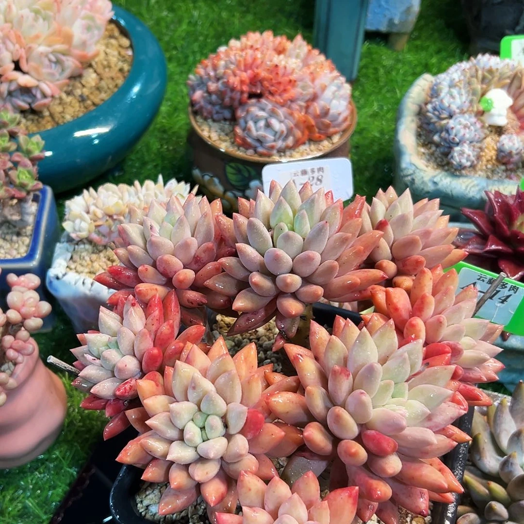 红蜻蜓多肉老桩子