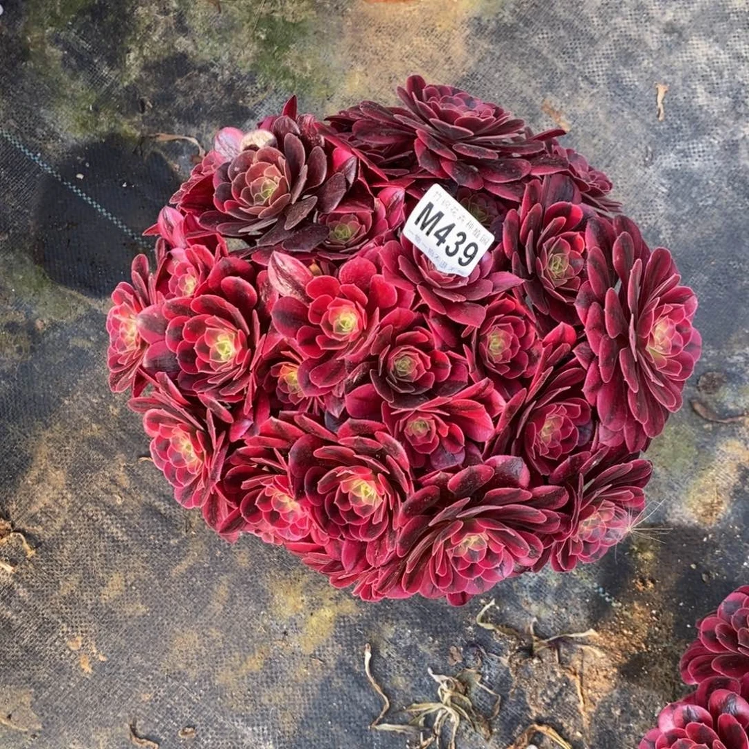 全部花朵439丛林美杜莎嫩桩