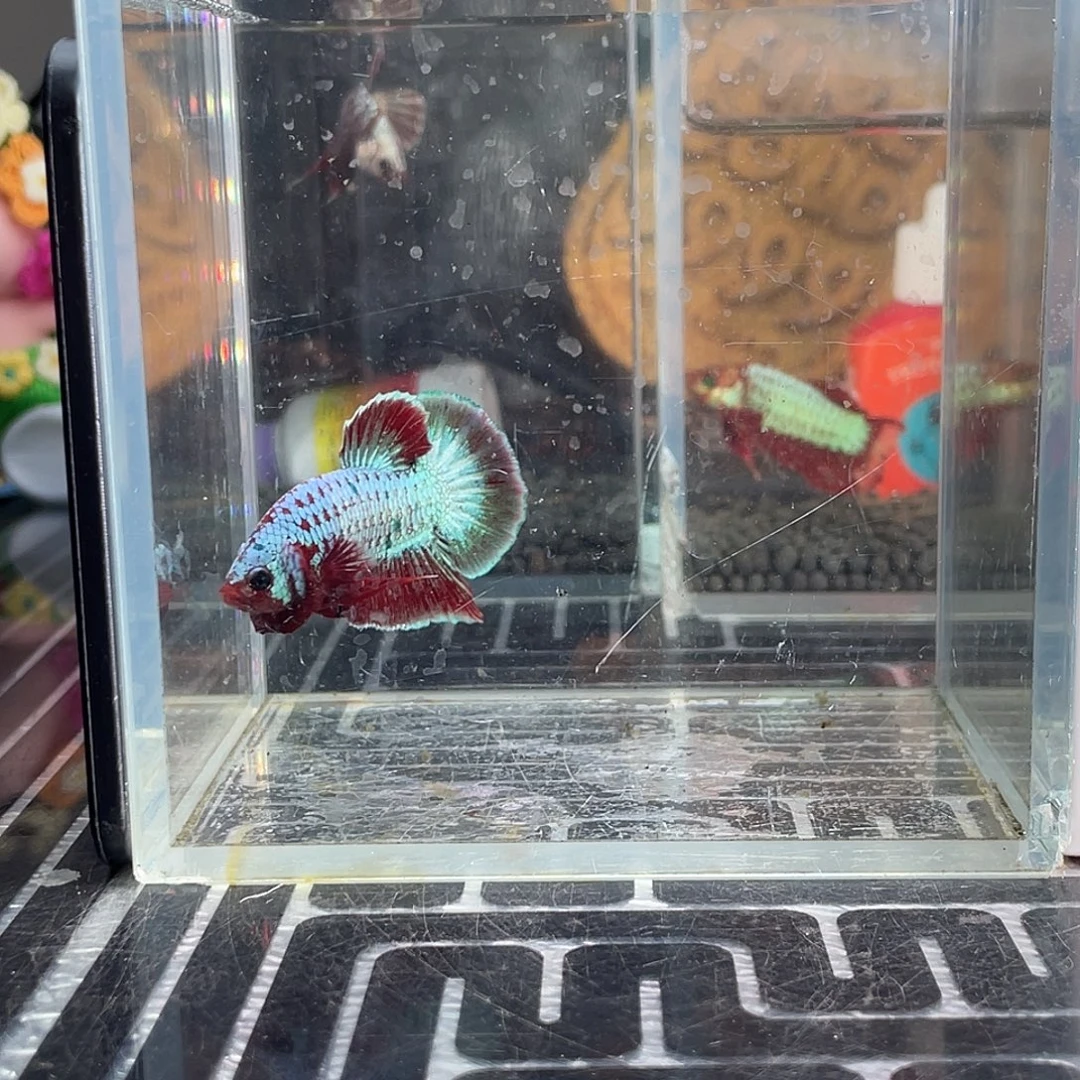 斗鱼2号1126早豹子