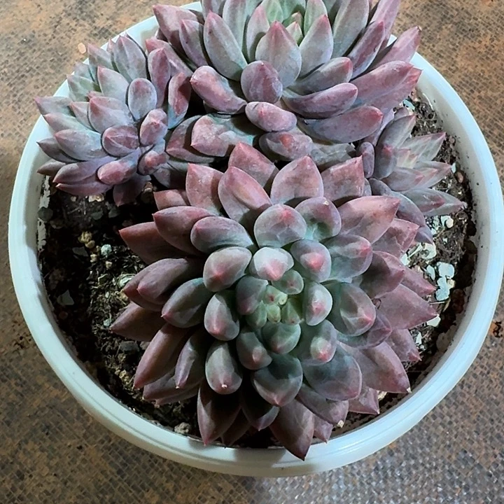 水晶球多肉下播福利