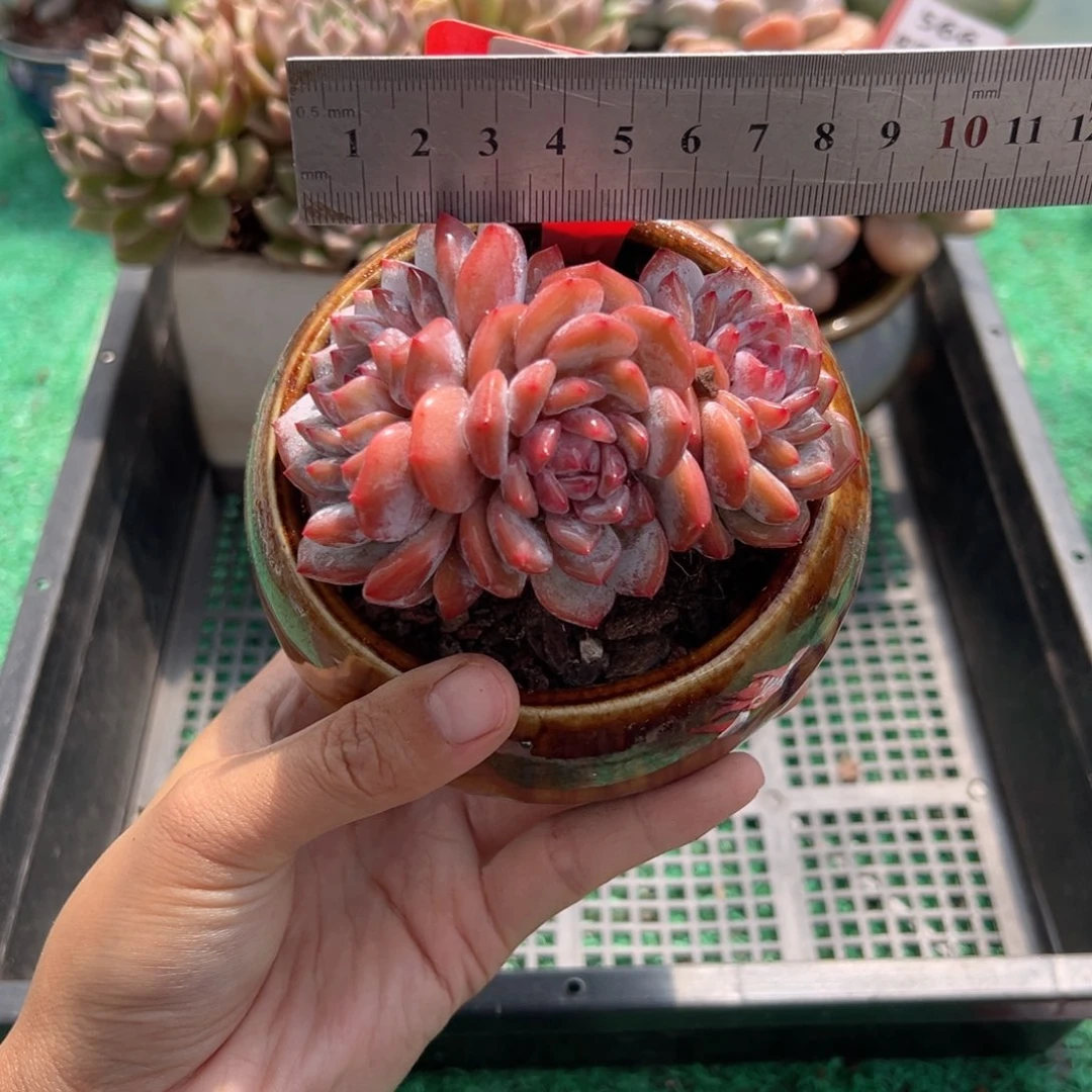 表妹精品多肉植物371.