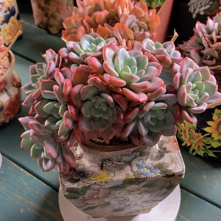 香雪海自然朵朵无砍