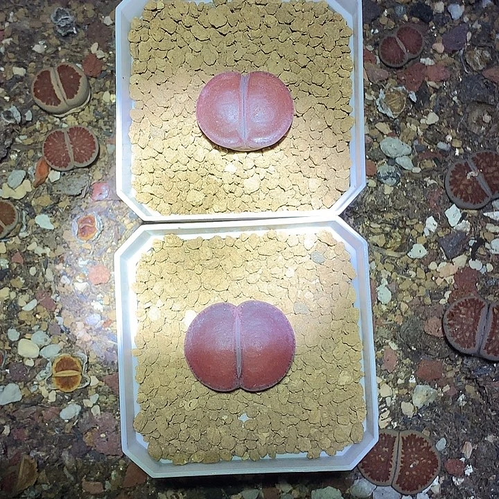 M***u精品多肉植物精品多肉