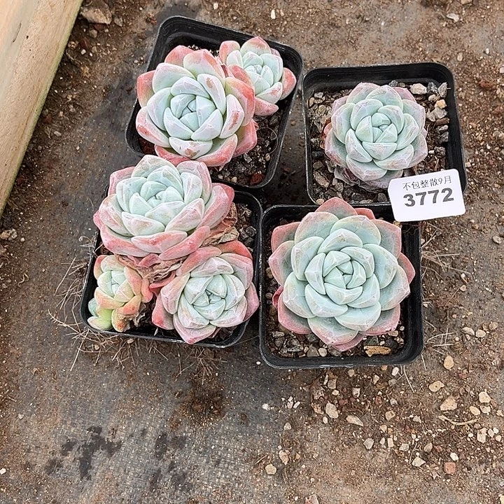 阿雅园艺。     3772