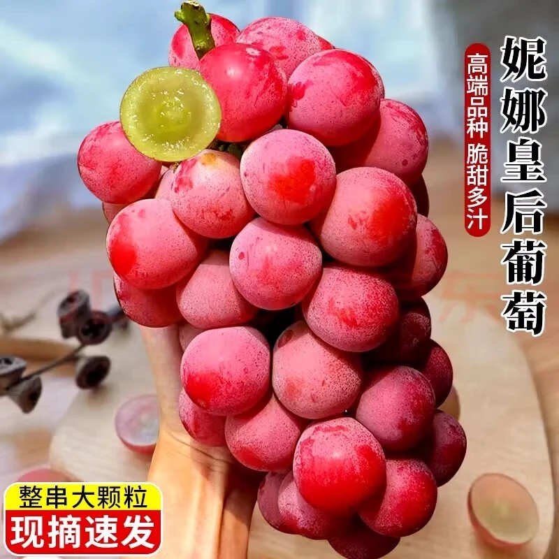 [树上拉菲一级】妮娜皇后葡萄新鲜水果无籽包邮红酒香+花香+果香