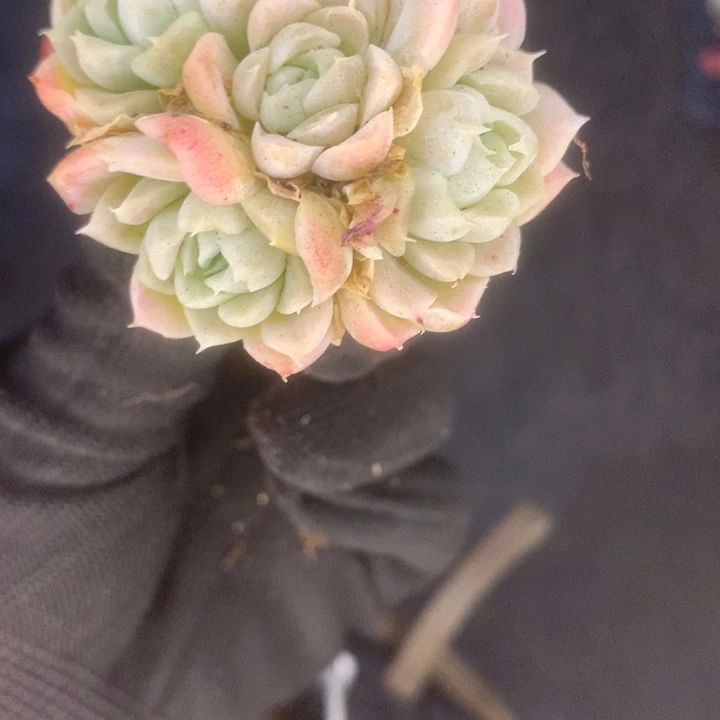 白月影7颗。（满9.99包邮不满9.99发叶子）