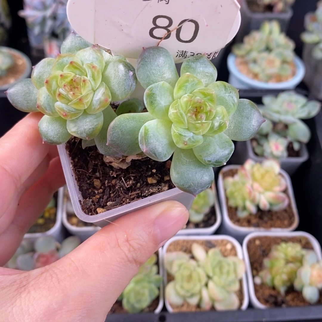 甜心三头一颗80号